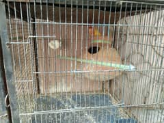 Cage And Parrot sale