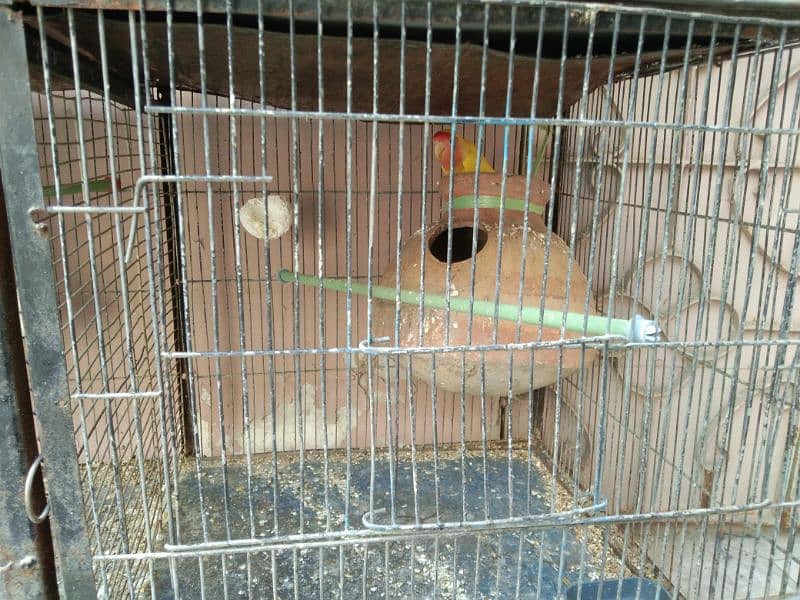 Cage And Parrot sale 0