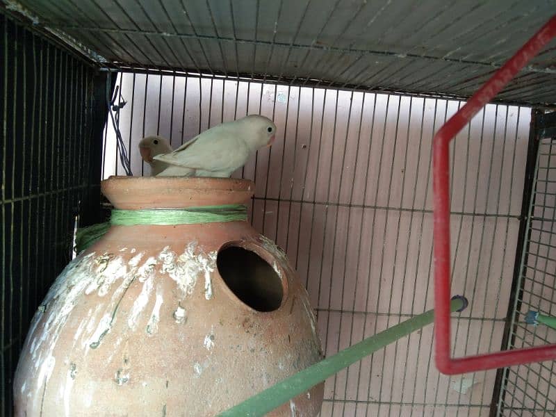 Cage And Parrot sale 1