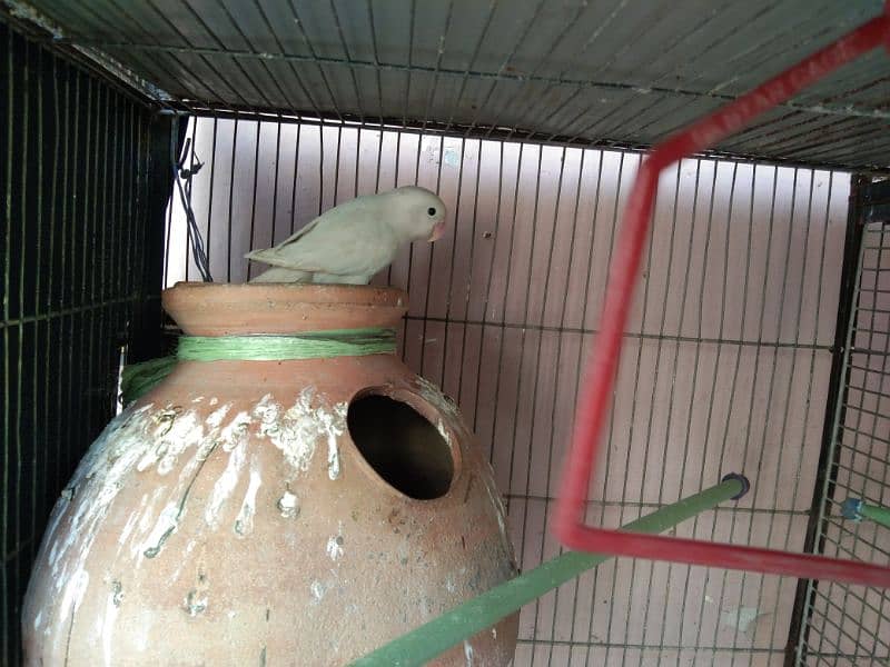 Cage And Parrot sale 2