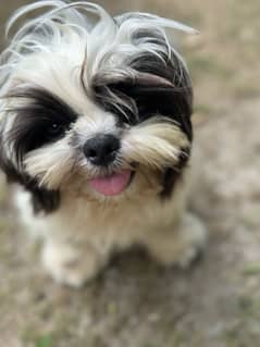 shih tzu