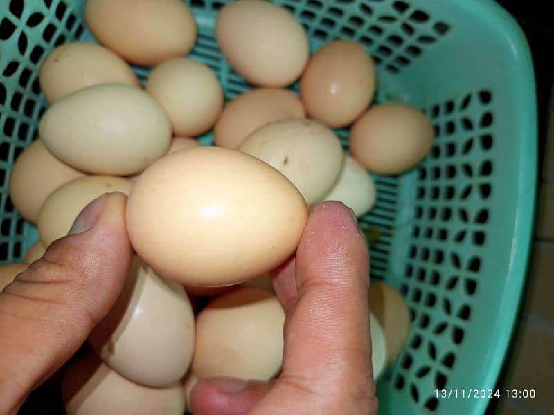 desi egg/ desi anday/ misri egg/ Fertile egg 1