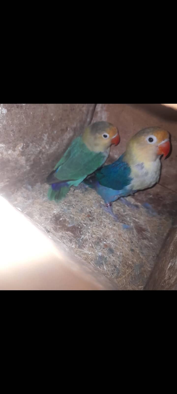 love bird Breeder pair and cage for sale. 1