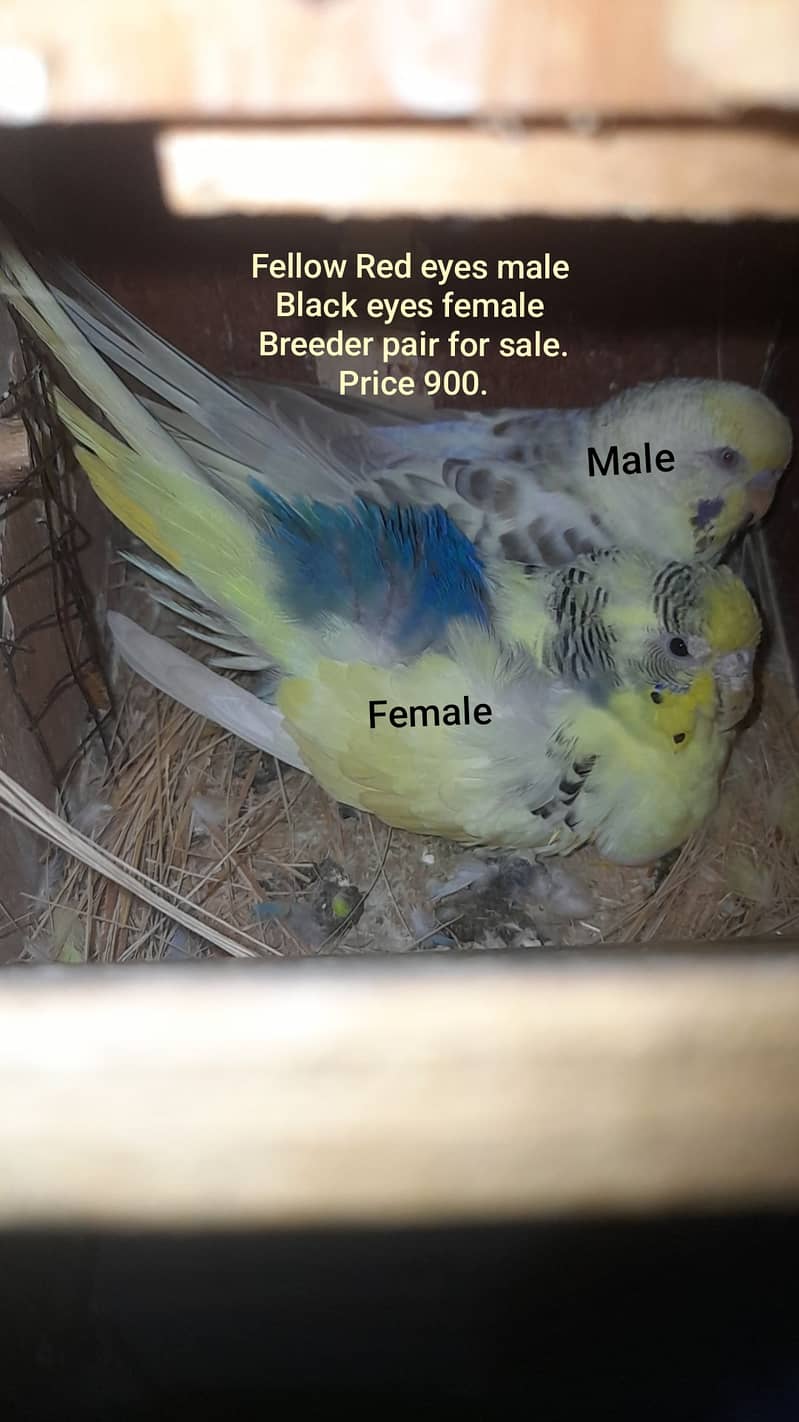 love bird Breeder pair and cage for sale. 2