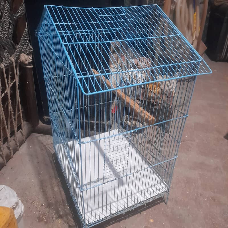 love bird Breeder pair and cage for sale. 4