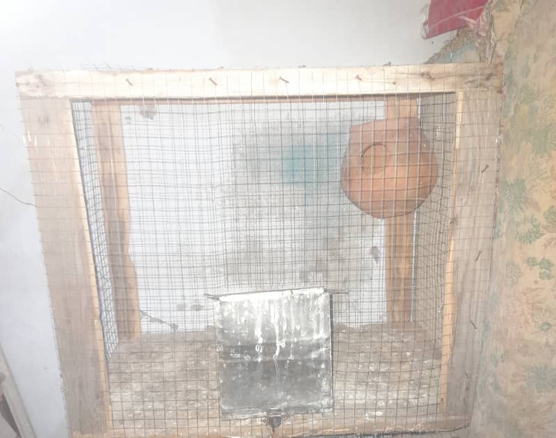 love bird Breeder pair and cage for sale. 9