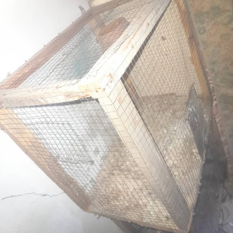 love bird Breeder pair and cage for sale. 12