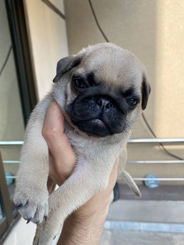 Pug puppy 0