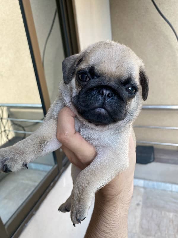 Pug puppy 1