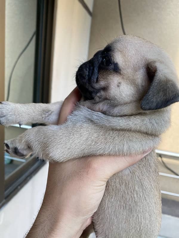 Pug puppy 2