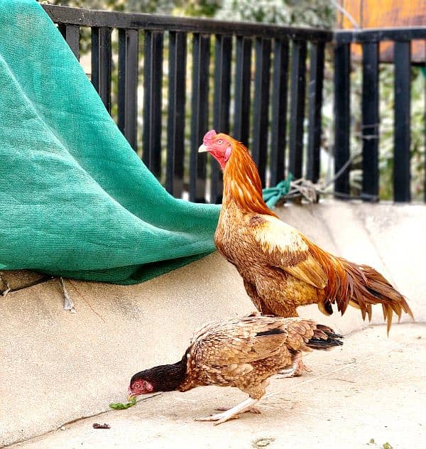 Sindhi Aseel Pair Lakha Amroha and Mushka Lasani 3