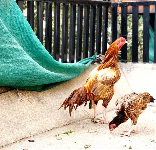 Sindhi Aseel Pair Lakha Amroha and Mushka Lasani 5