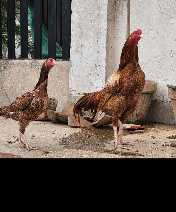 Sindhi Aseel Pair Lakha Amroha and Mushka Lasani 6