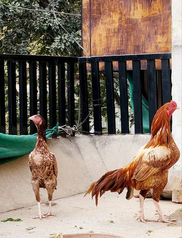 Sindhi Aseel Pair Lakha Amroha and Mushka Lasani 7