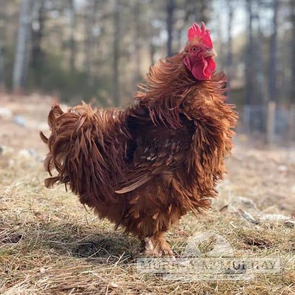 frizzle batums and japnies molted long tail Chick's available 0