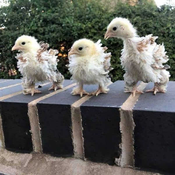 frizzle batums and japnies molted long tail Chick's available 1