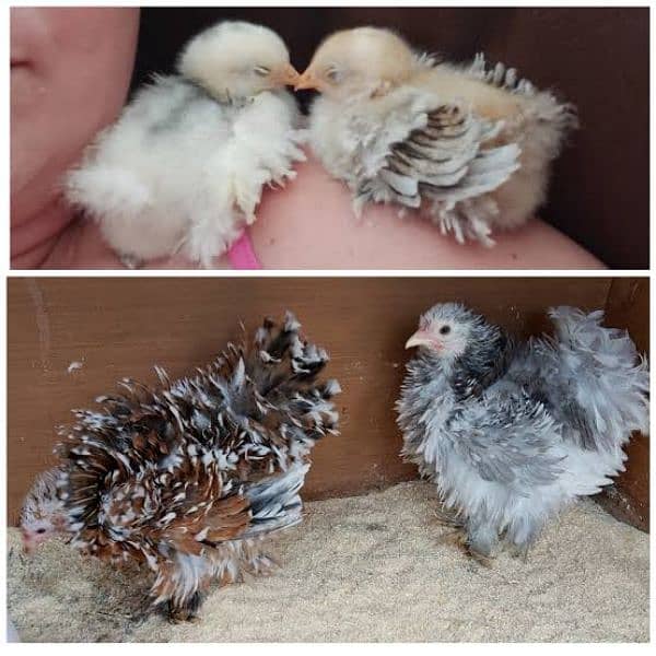 frizzle batums and japnies molted long tail Chick's available 2