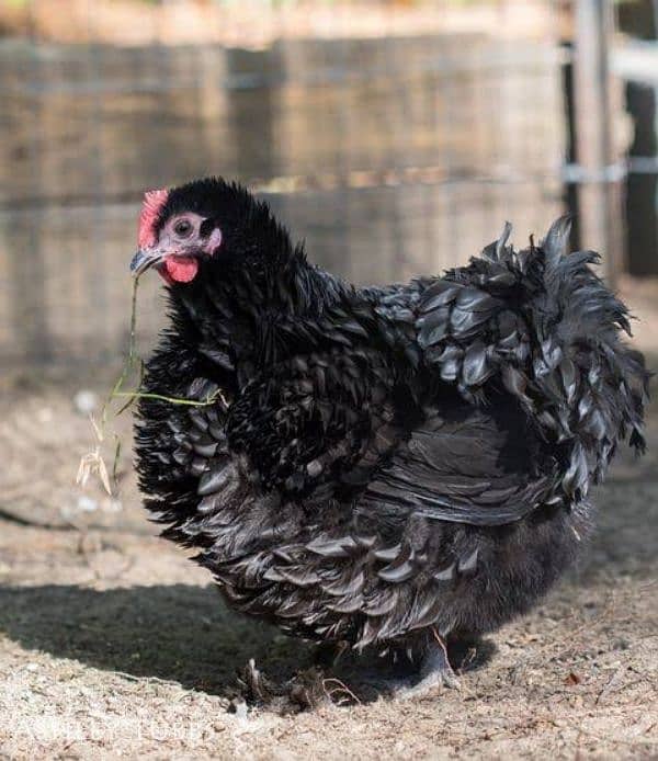 frizzle batums and japnies molted long tail Chick's available 3