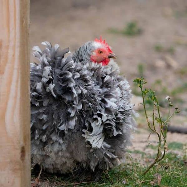 frizzle batums and japnies molted long tail Chick's available 4