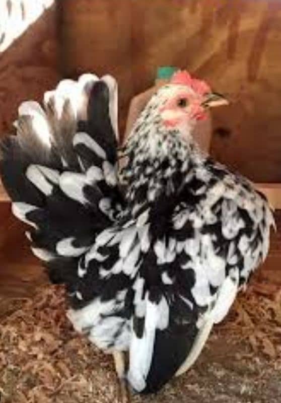 frizzle batums and japnies molted long tail Chick's available 5