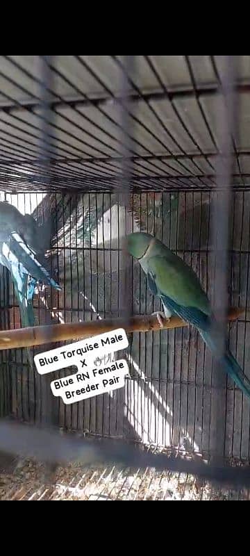 Colour Ringnecks Breeder pair 3