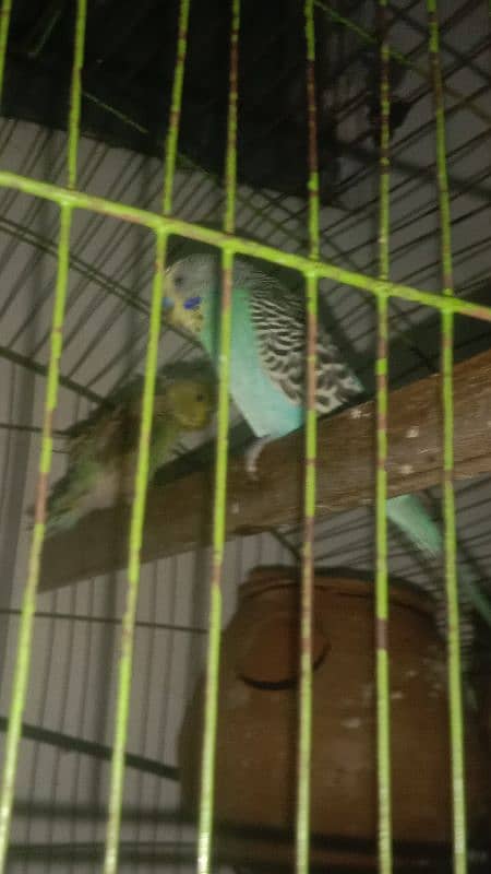 lovebird female Confirm D N A Austrlain beautiful color breder pair 1