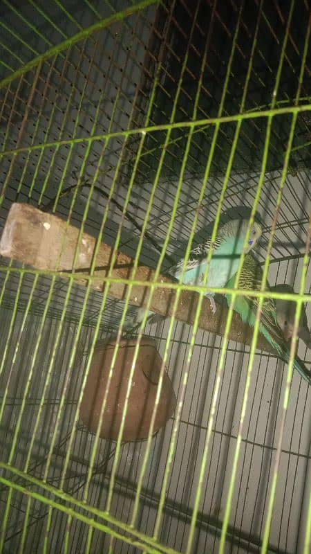 lovebird female Confirm D N A Austrlain beautiful color breder pair 2