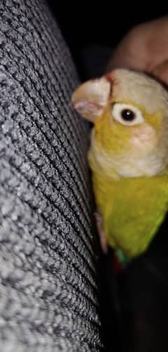 pineapple Conure Hand tame