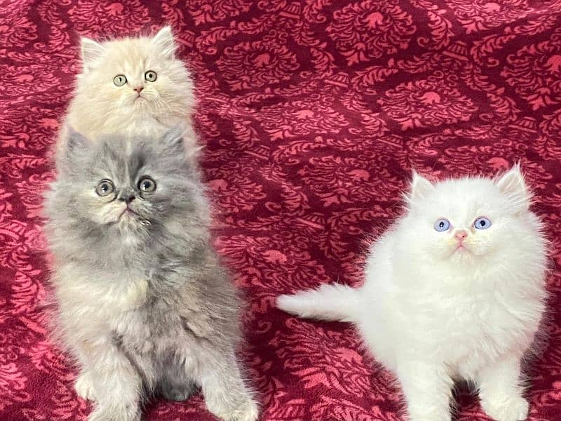 Persian kittens available now 03104479848 0