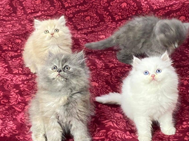 Persian kittens available now 03104479848 1