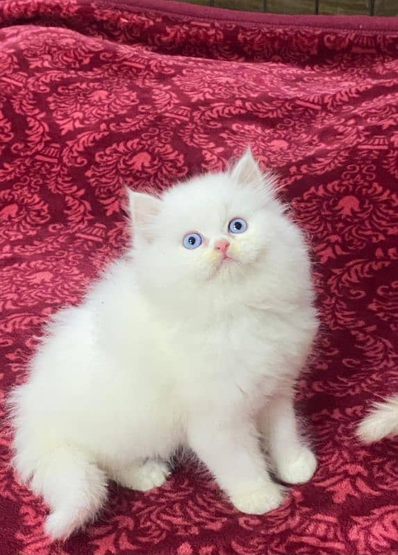 Persian kittens available now 03104479848 2