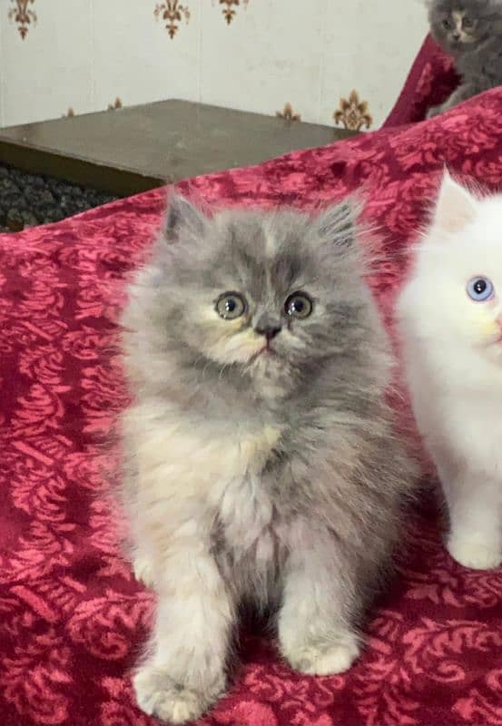 Persian kittens available now 03104479848 3