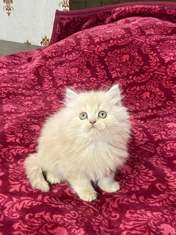 Persian kittens available now 03104479848 4