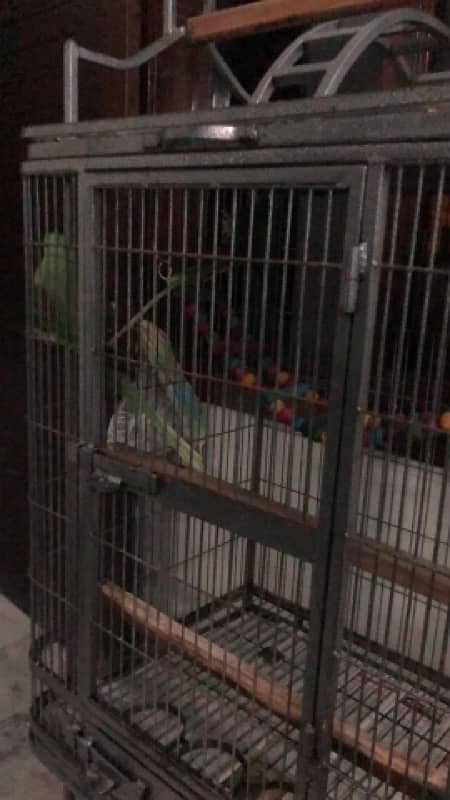 Macaow/Grey Parrot/ Cacatoo/ Raw Parrot Cage 0