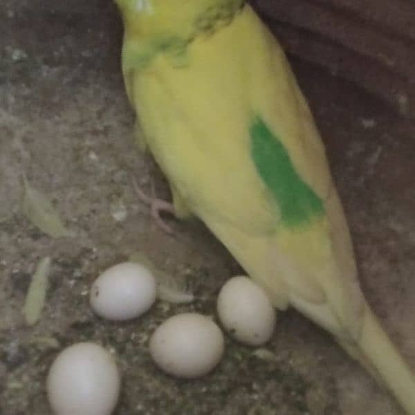 Australian parrots pairs 5