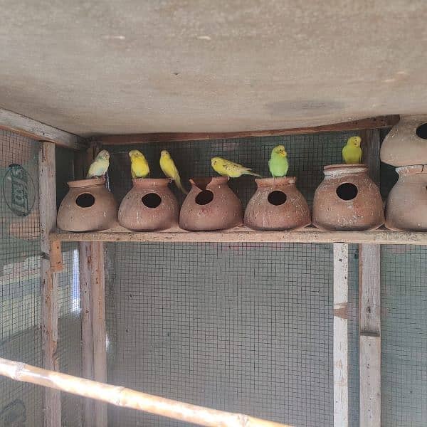 Australian parrots pairs 6