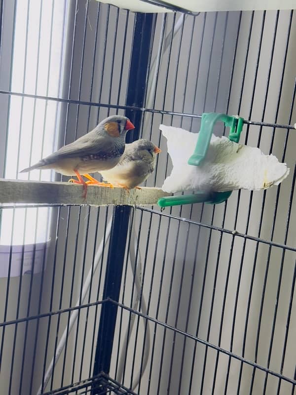 zebra Finch pairs 0