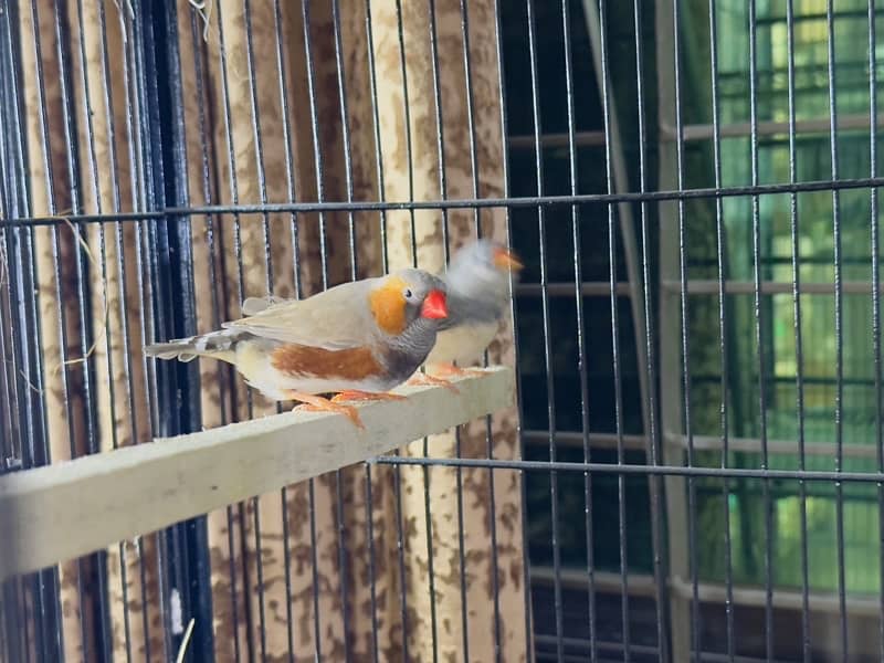 zebra Finch pairs 1