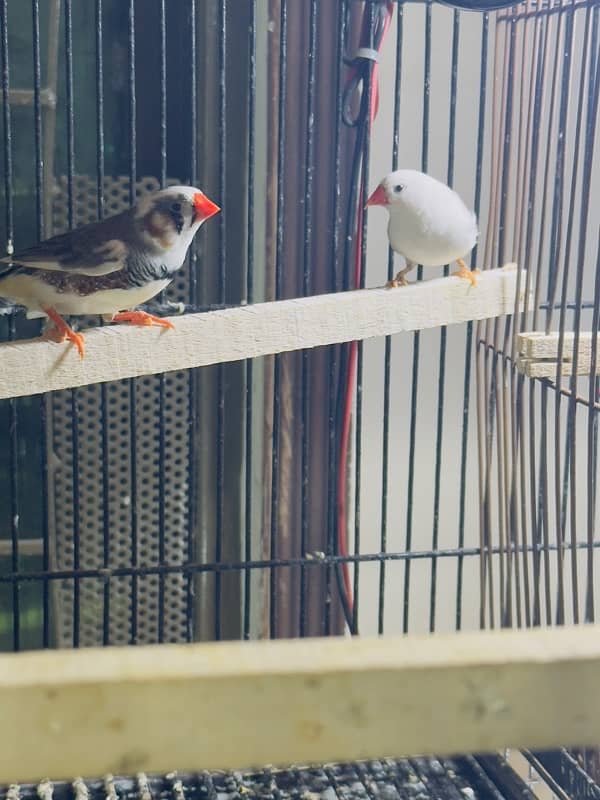 zebra Finch pairs 2