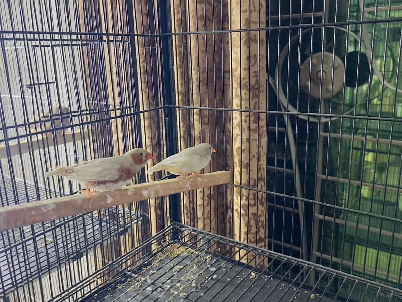 zebra Finch pairs 3