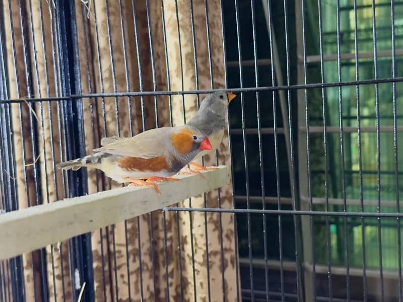 zebra Finch pairs 4