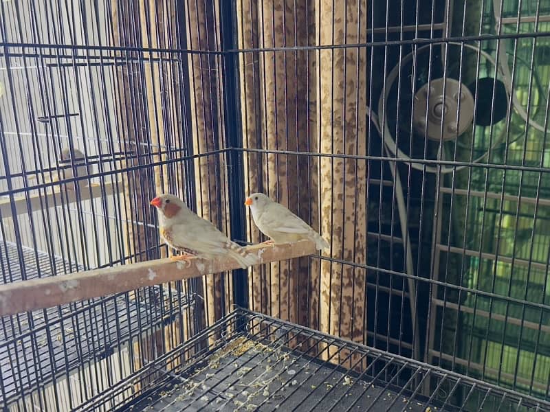 zebra Finch pairs 5