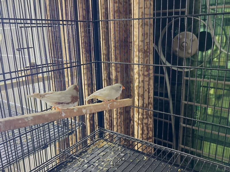 zebra Finch pairs 6