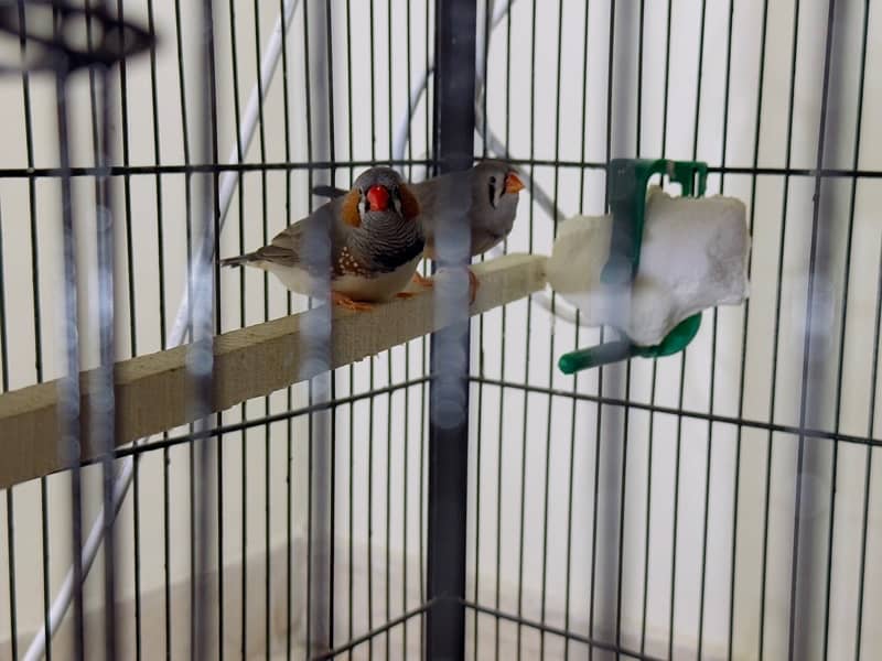 zebra Finch pairs 8