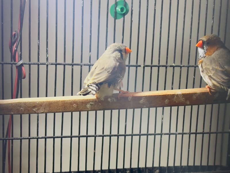 zebra Finch pairs 9