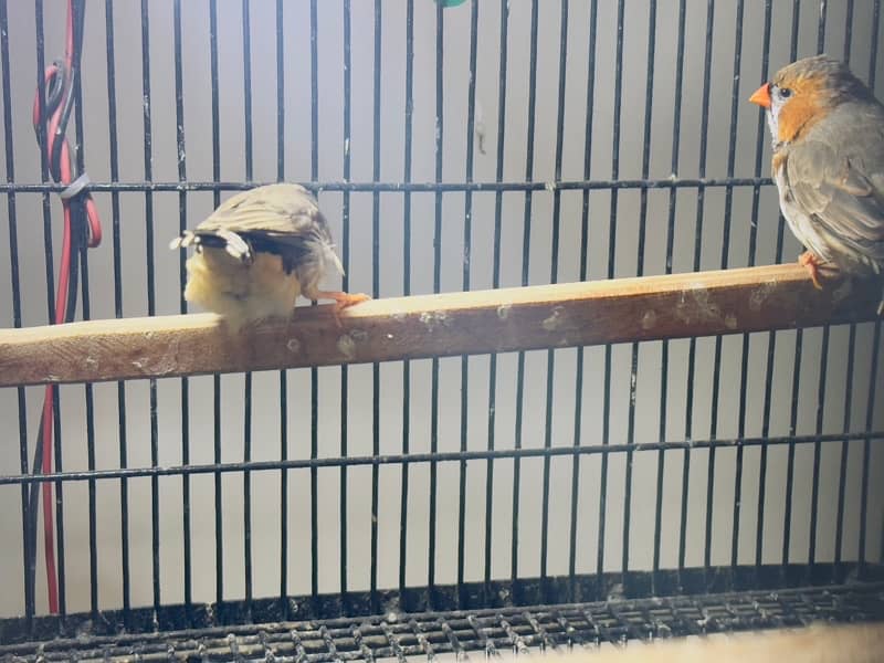 zebra Finch pairs 10