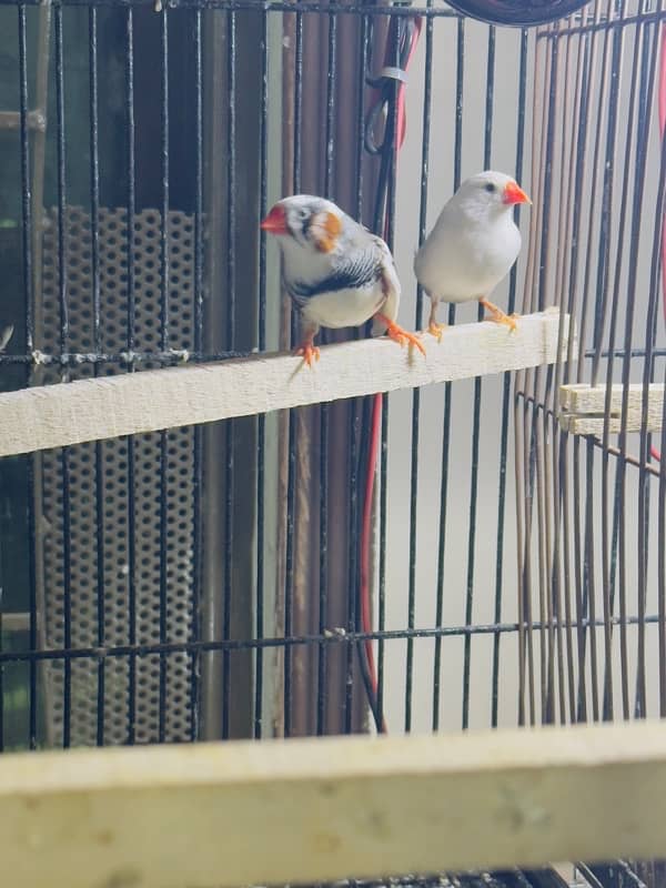 zebra Finch pairs 11