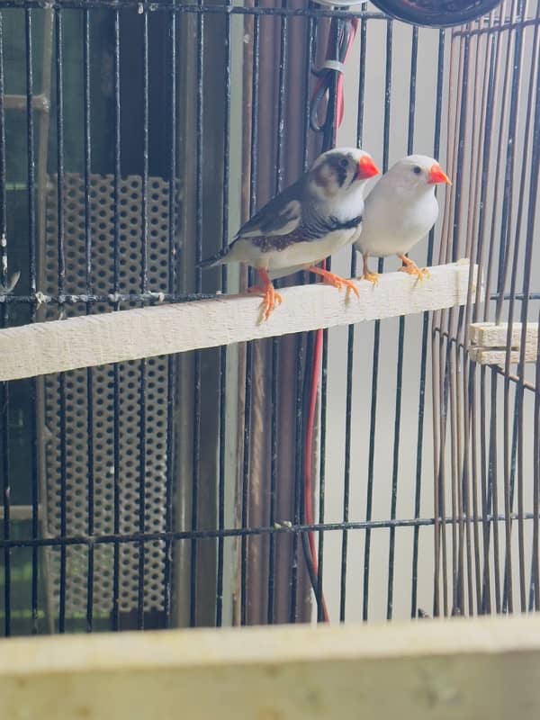 zebra Finch pairs 12