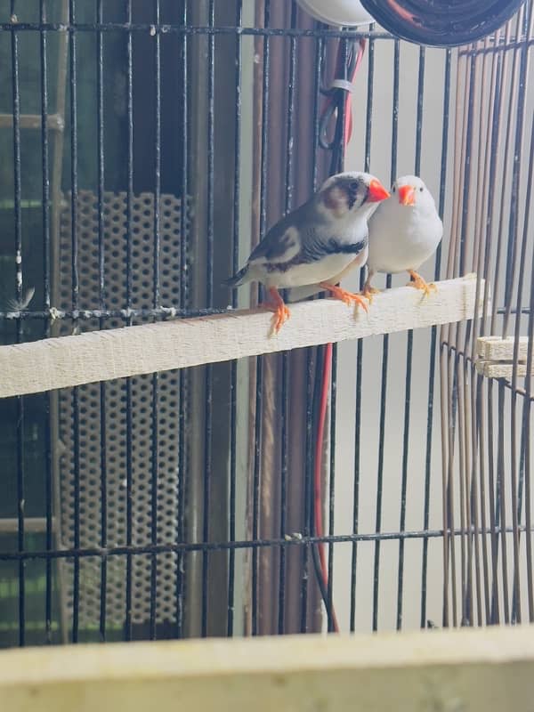 zebra Finch pairs 13