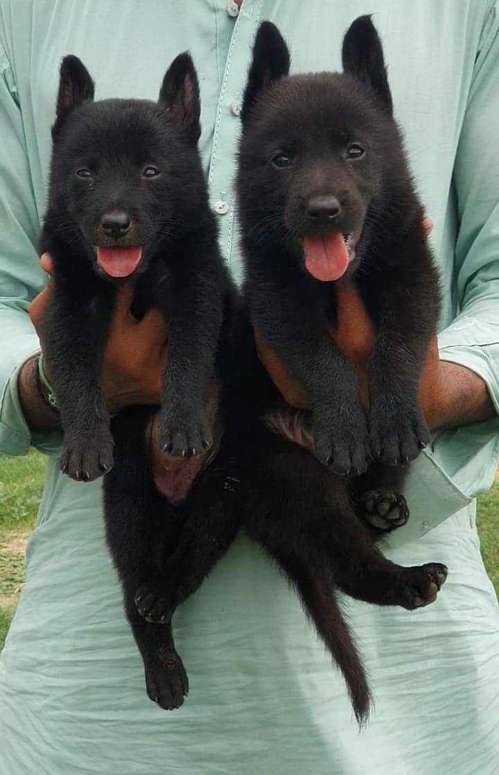 Black German Shepherd Pair / German Shepherd Double Coat Puppies 0